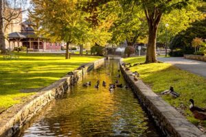 ducks