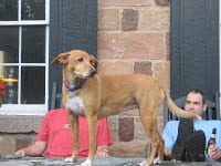 Historic Smithton is Pet Friendly 1
