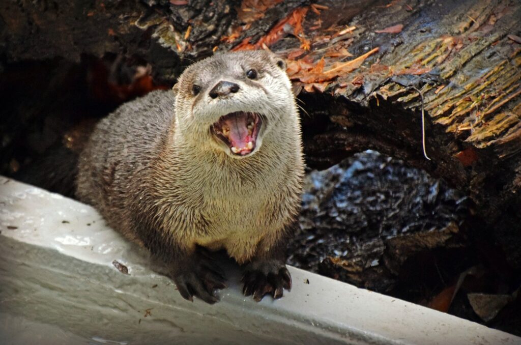 otter