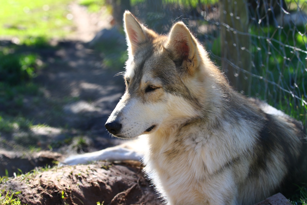 Wolves at the Wolf Sanctuary of PA