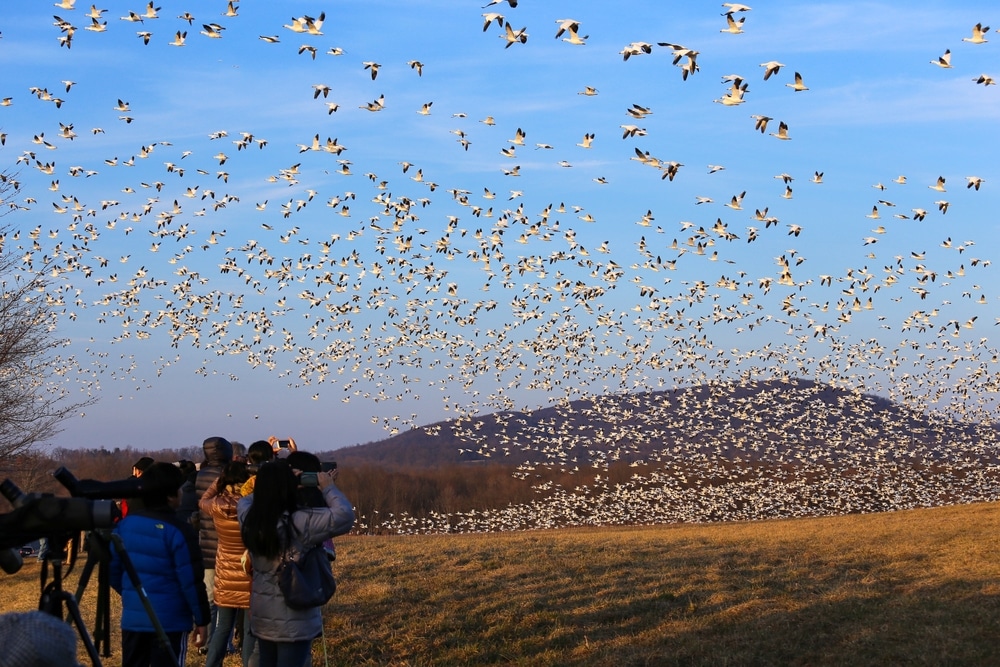The Best Way to Experience the Snow Goose Migration 1 People watching the snow goose migration at Middle Creek Wildlife Management Area.