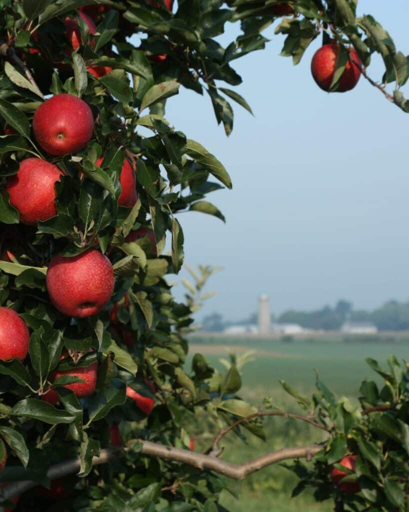  Kauffman Orchards Fresh Mcintosh Apples, Hand-Picked