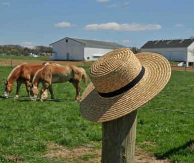 Straw Hat close up with a green field with cows in the background - things to do in Lancaster, PA