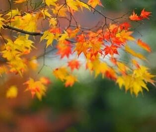 Autumn-leaves