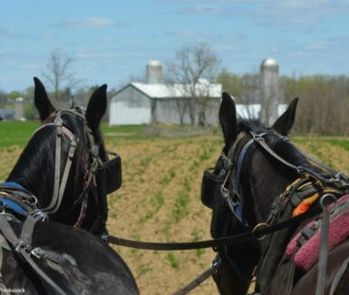 Horse and Buggy Ride Through Amish Country