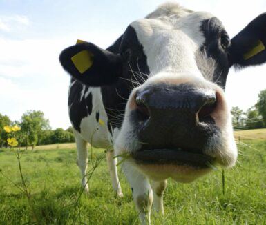 Curious Cow on the Kreider Farms Tour