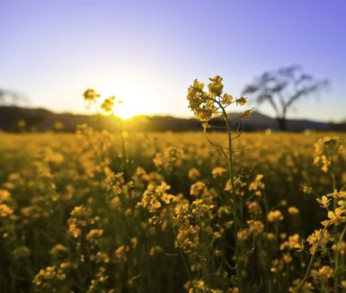 Field of yellow flowers | 4 days in Lancaster, PA